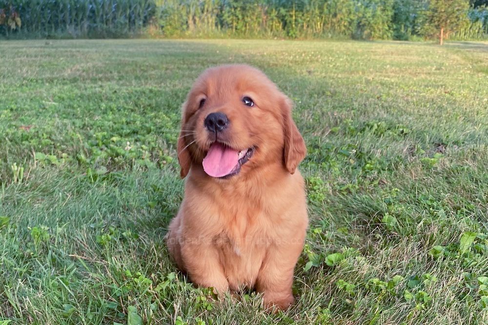 Lucy Image of Lucy, a Golden Retriever puppy