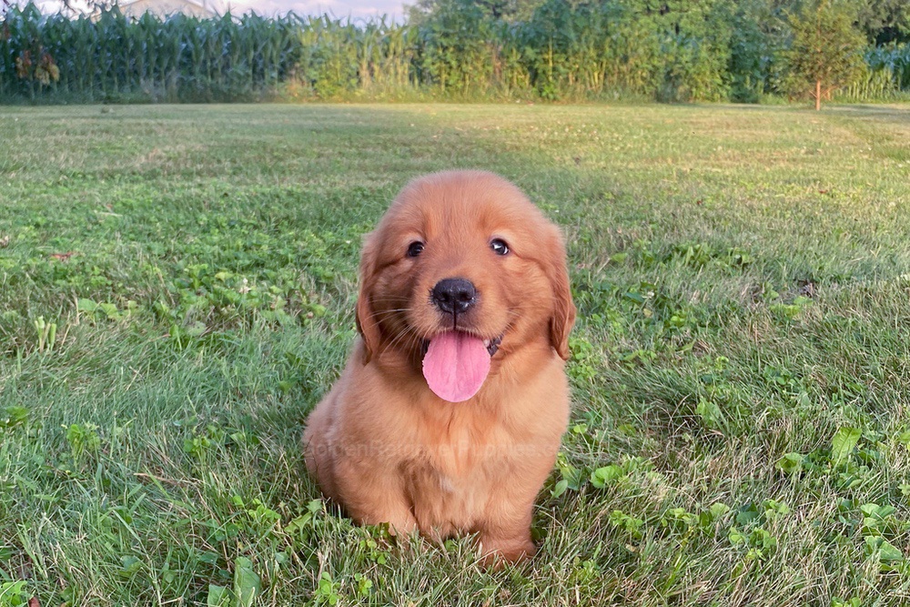 Lucy Image of Lucy, a Golden Retriever puppy