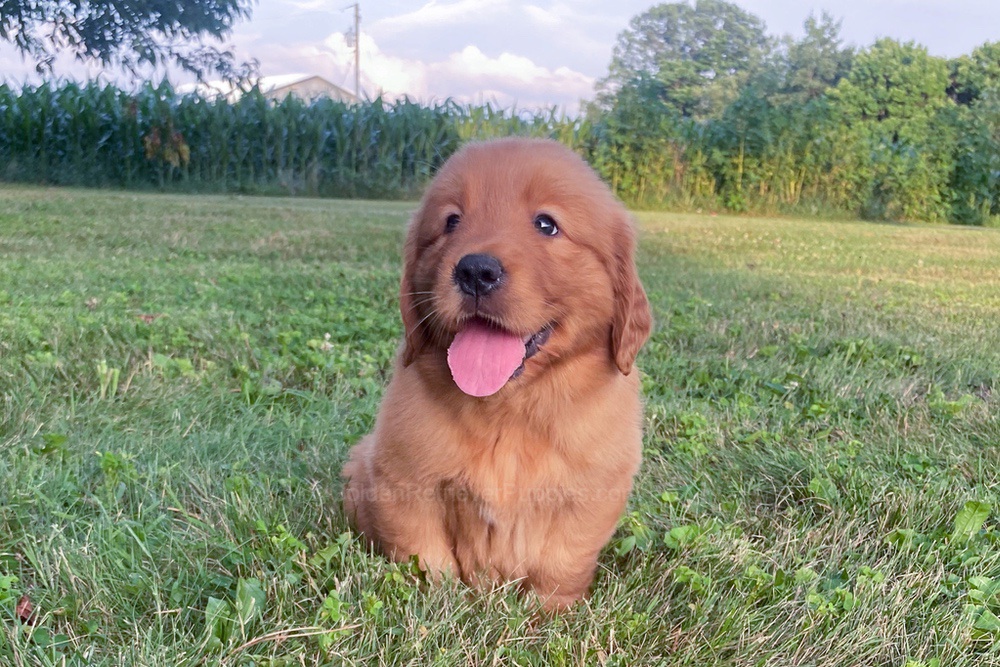Lucy Image of Lucy, a Golden Retriever puppy