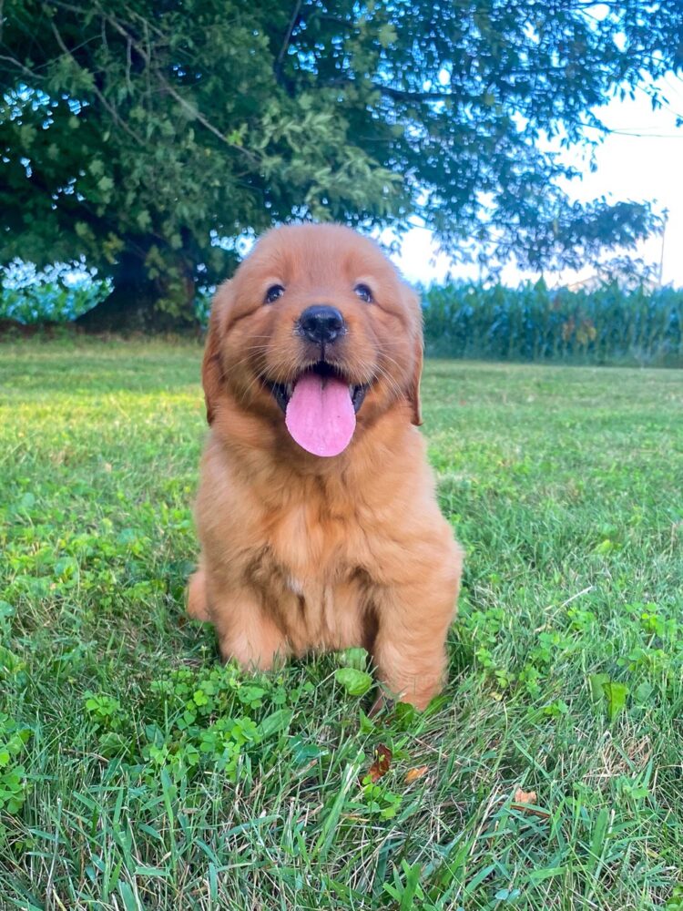 Lucy Image of Lucy, a Golden Retriever puppy