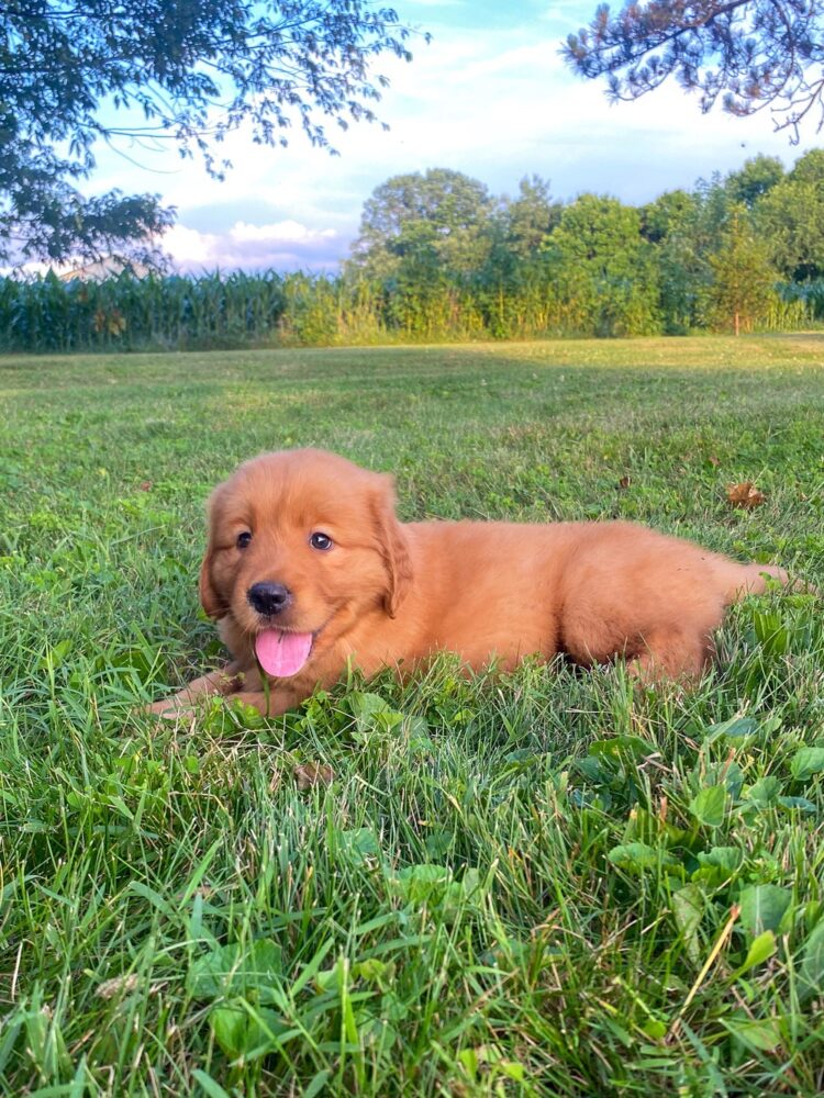 Lucy Image of Lucy, a Golden Retriever puppy