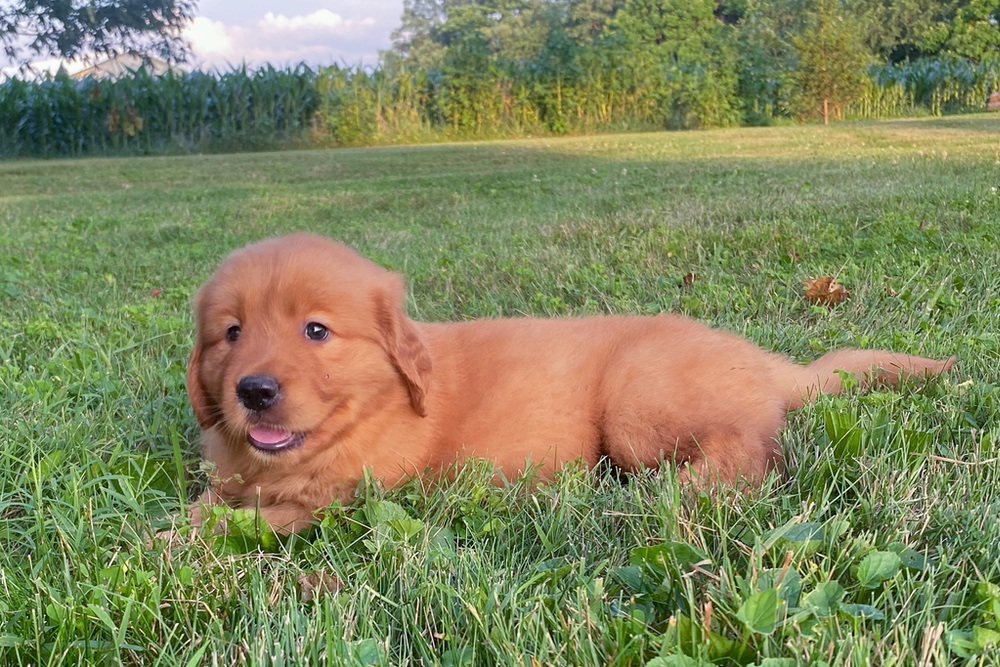 Lucy Image of Lucy, a Golden Retriever puppy