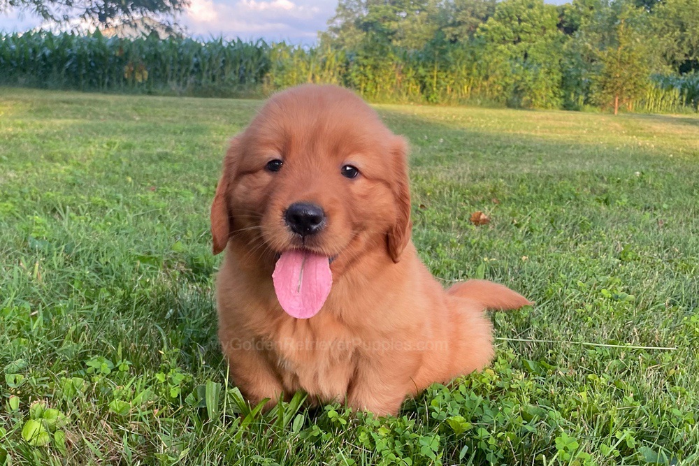 Lucy Image of Lucy, a Golden Retriever puppy