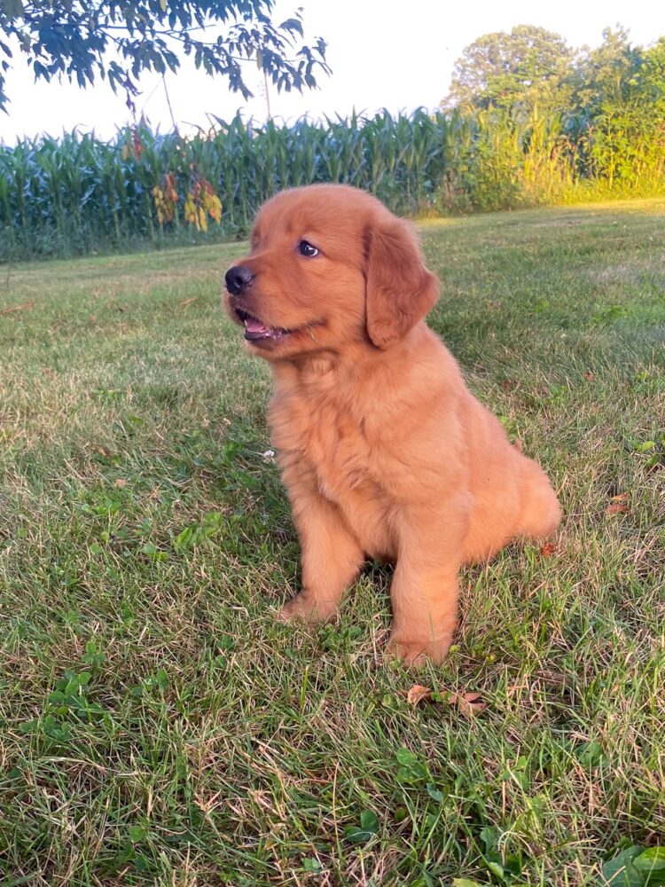 Lucy Image of Lucy, a Golden Retriever puppy