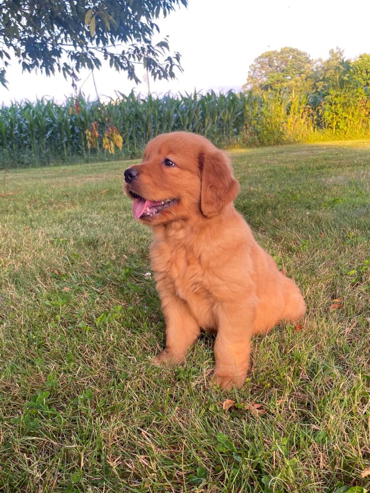 Lucy Image of Lucy, a Golden Retriever puppy