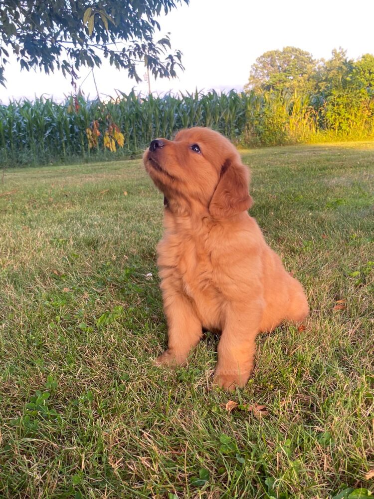 Lucy Image of Lucy, a Golden Retriever puppy