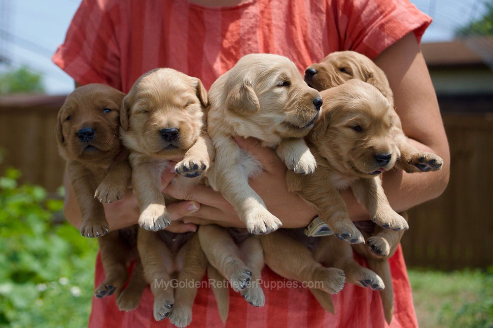 Montae ❤️ Indie - Aug 24 Image of Montae ❤️ Indie - Aug 24, a Golden Retriever puppy