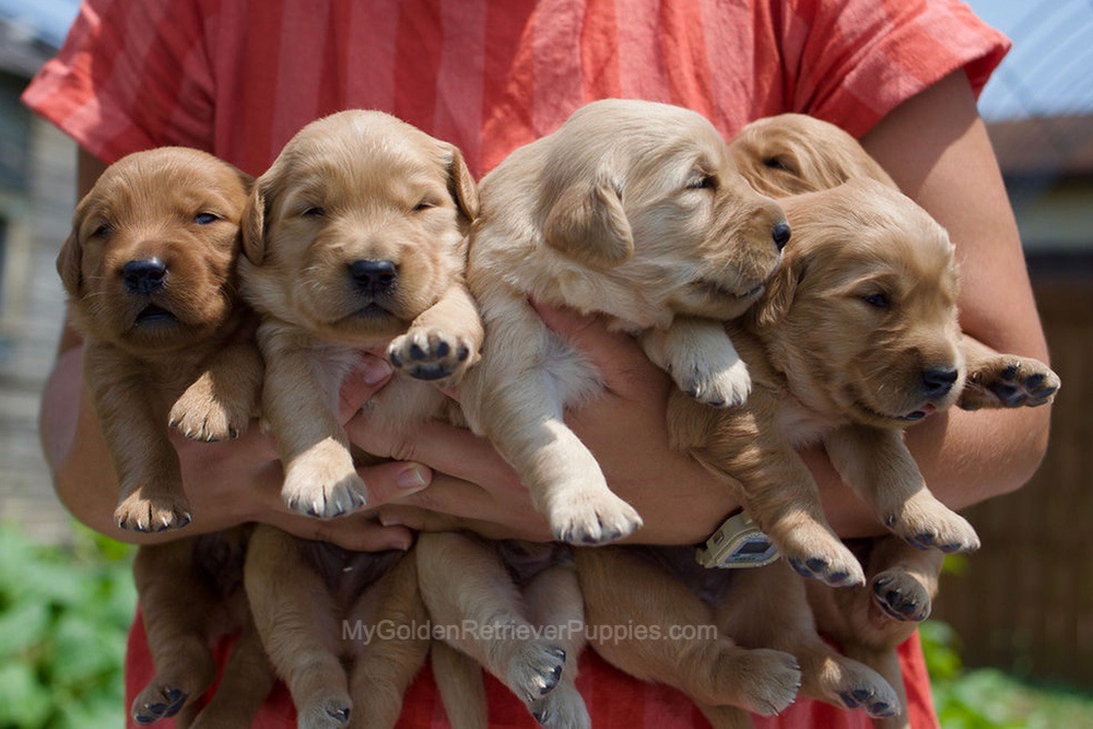 Montae ❤️ Indie - Aug 24 Image of Montae ❤️ Indie - Aug 24, a Golden Retriever puppy