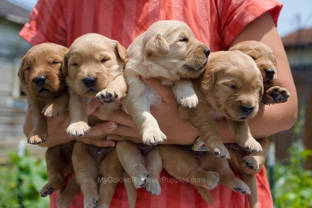 Montae ❤️ Indie - Aug 24 Image of Montae ❤️ Indie - Aug 24, a Golden Retriever puppy