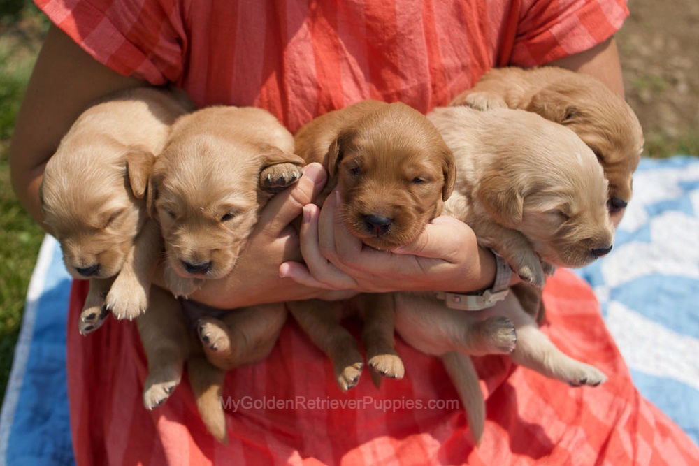 Montae ❤️ Indie - Aug 24 Image of Montae ❤️ Indie - Aug 24, a Golden Retriever puppy