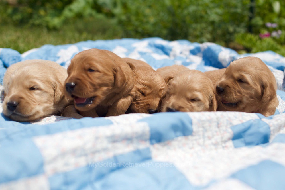Montae ❤️ Indie - Aug 24 Image of Montae ❤️ Indie - Aug 24, a Golden Retriever puppy