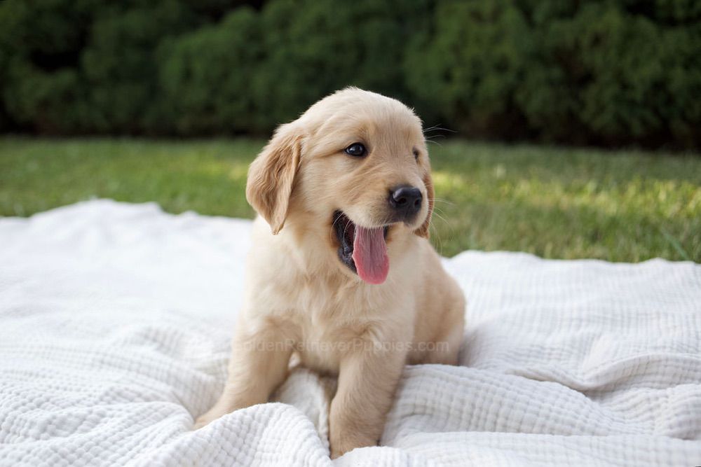 Mandi Image of Mandi, a Golden Retriever puppy