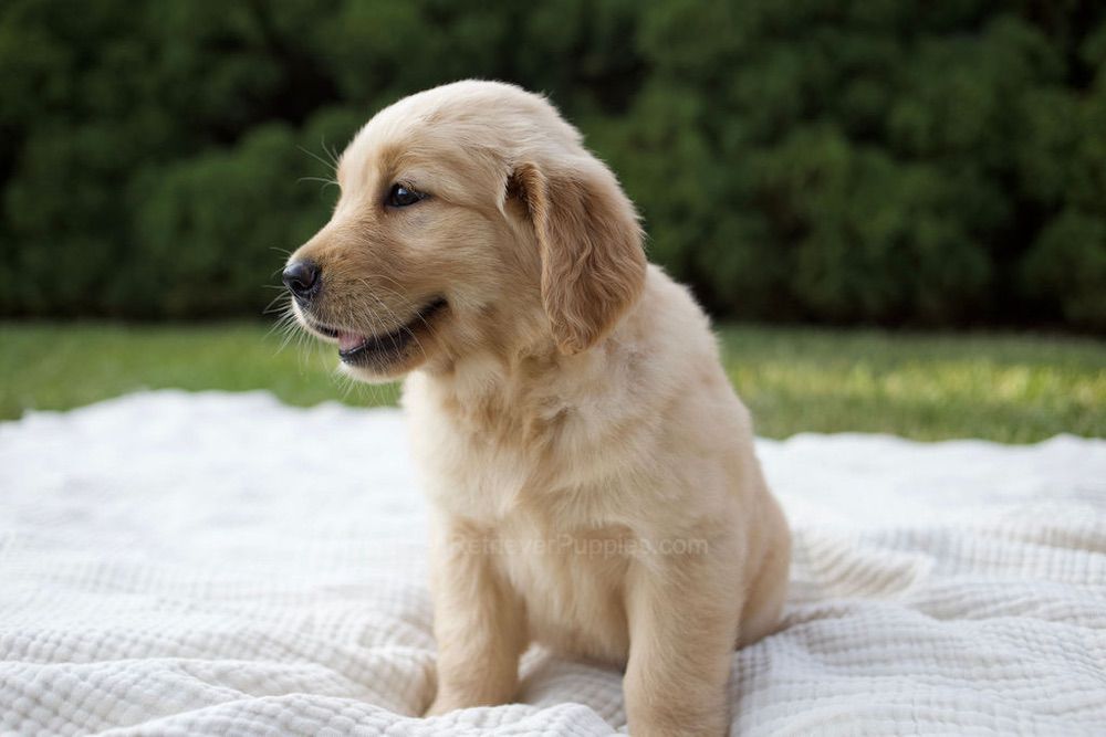 Mandi Image of Mandi, a Golden Retriever puppy