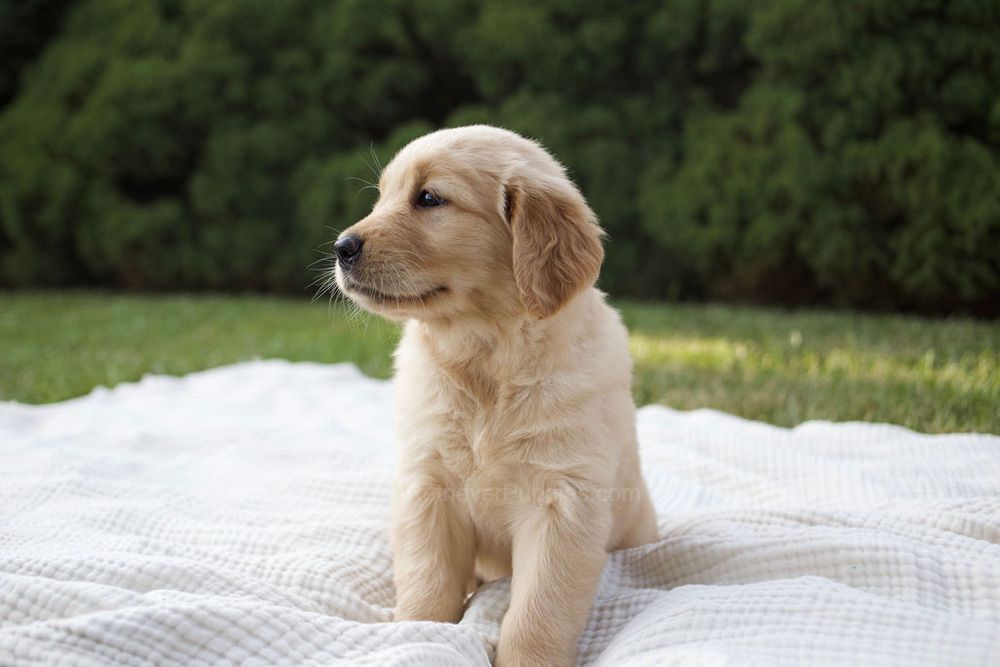 Mandi Image of Mandi, a Golden Retriever puppy
