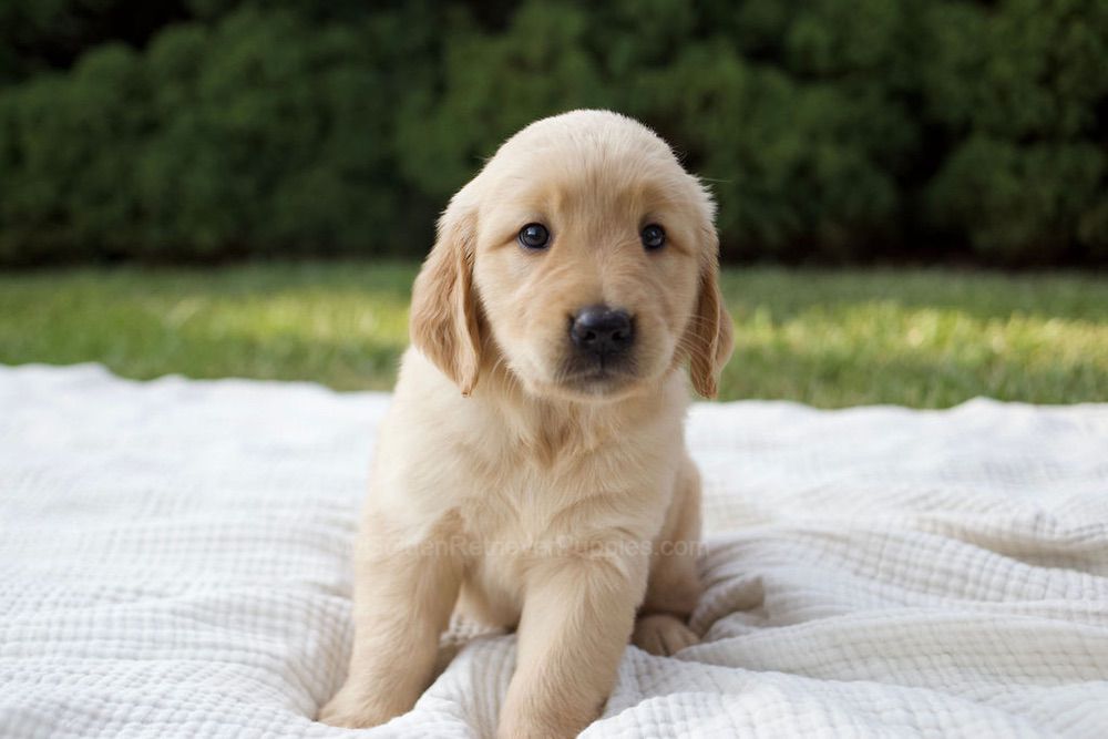 Mandi Image of Mandi, a Golden Retriever puppy