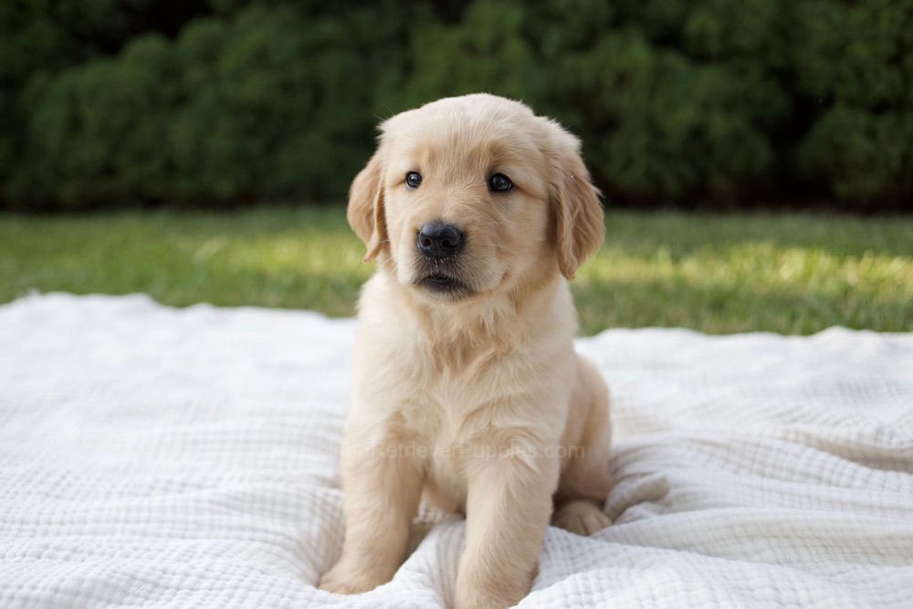 Mandi Image of Mandi, a Golden Retriever puppy
