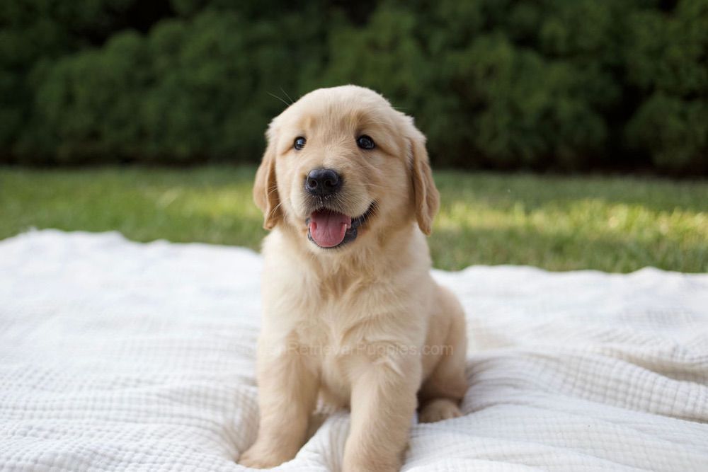 Mandi Image of Mandi, a Golden Retriever puppy