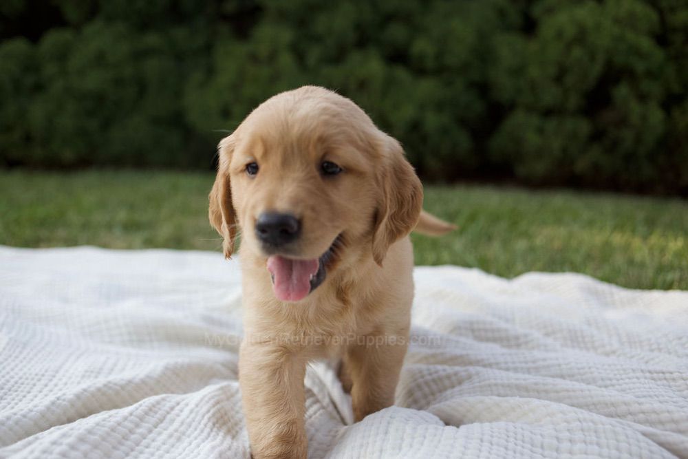 MayBell Image of MayBell, a Golden Retriever puppy