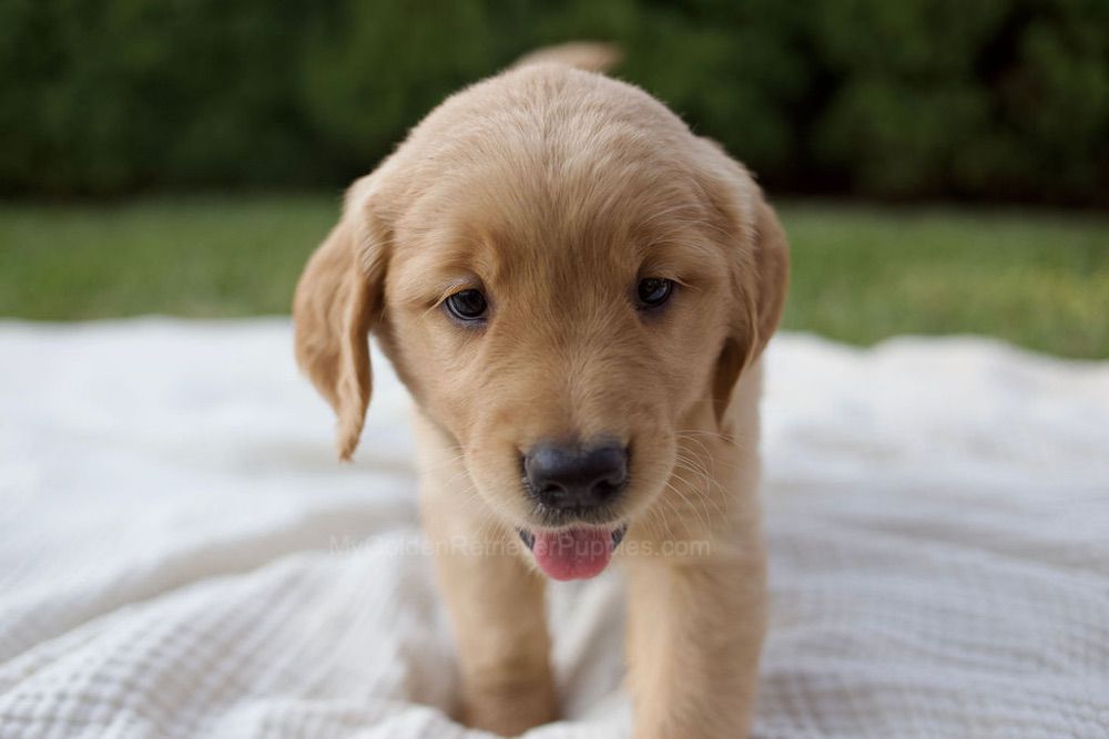 MayBell Image of MayBell, a Golden Retriever puppy