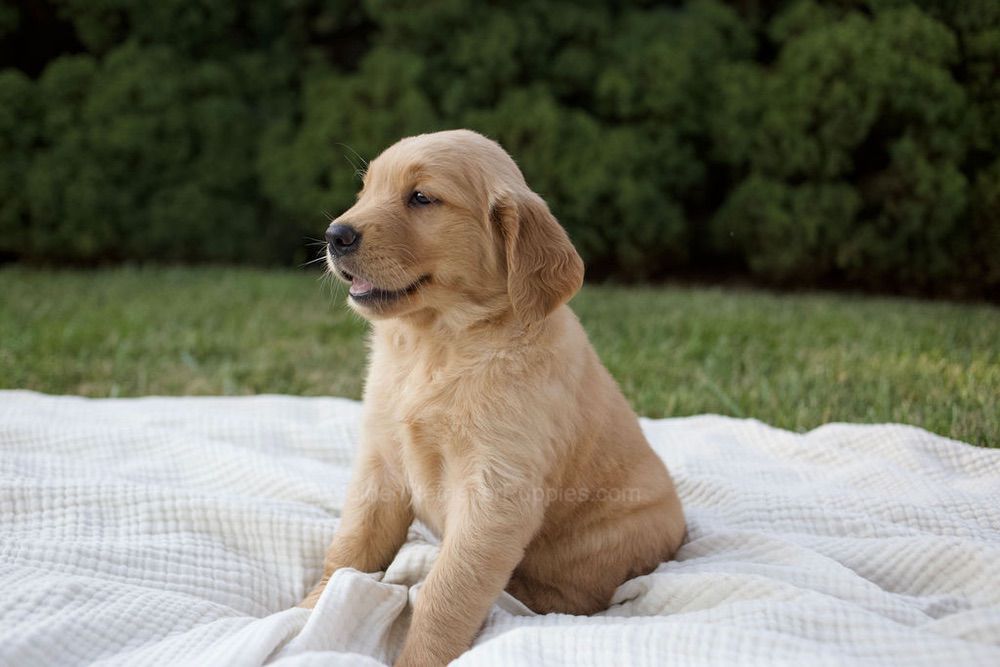 MayBell Image of MayBell, a Golden Retriever puppy