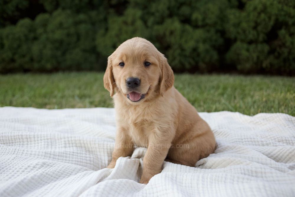 MayBell Image of MayBell, a Golden Retriever puppy