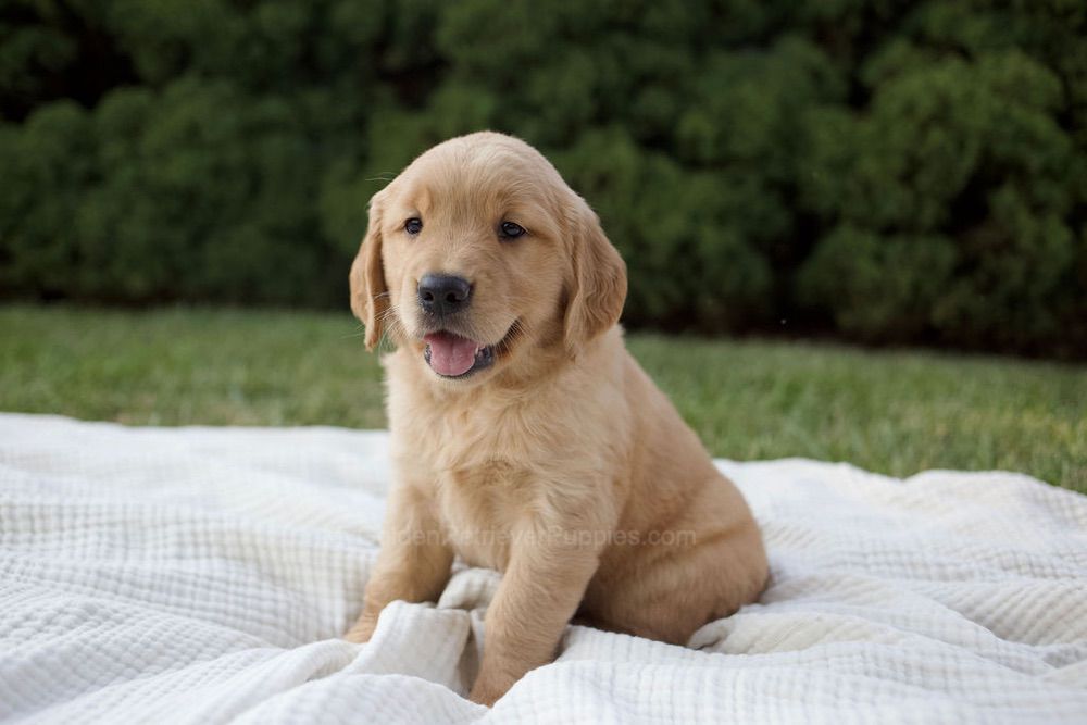 MayBell Image of MayBell, a Golden Retriever puppy