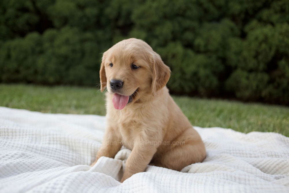 MayBell Image of MayBell, a Golden Retriever puppy