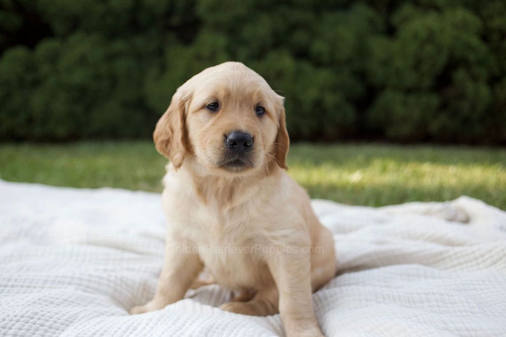 Mila Image of Mila, a Golden Retriever puppy