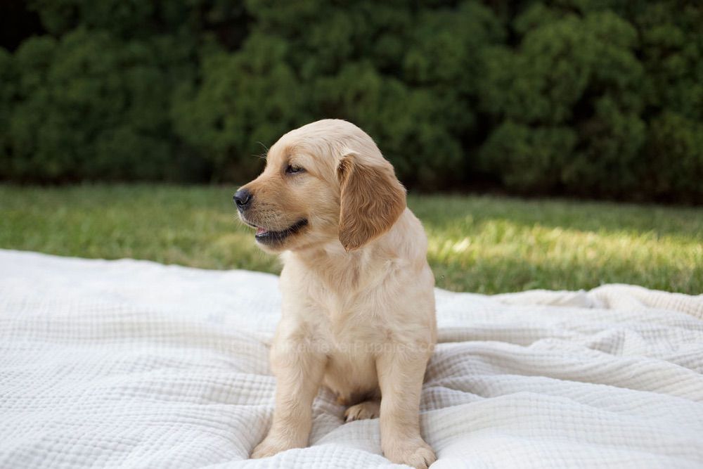 Mila Image of Mila, a Golden Retriever puppy