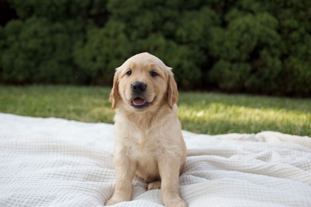 Mila Image of Mila, a Golden Retriever puppy