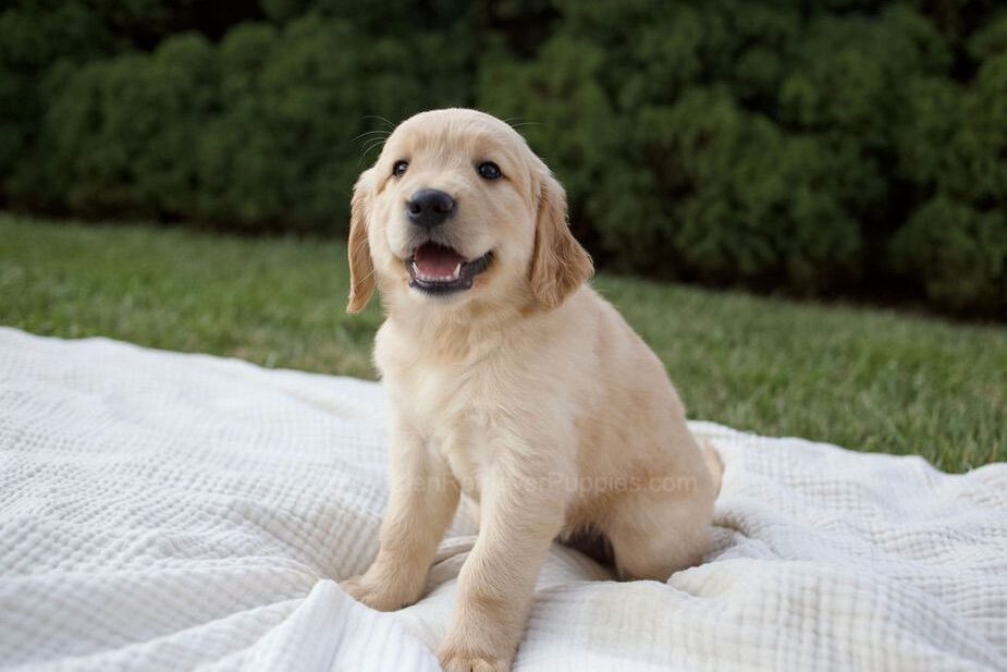Mira Image of Mira, a Golden Retriever puppy