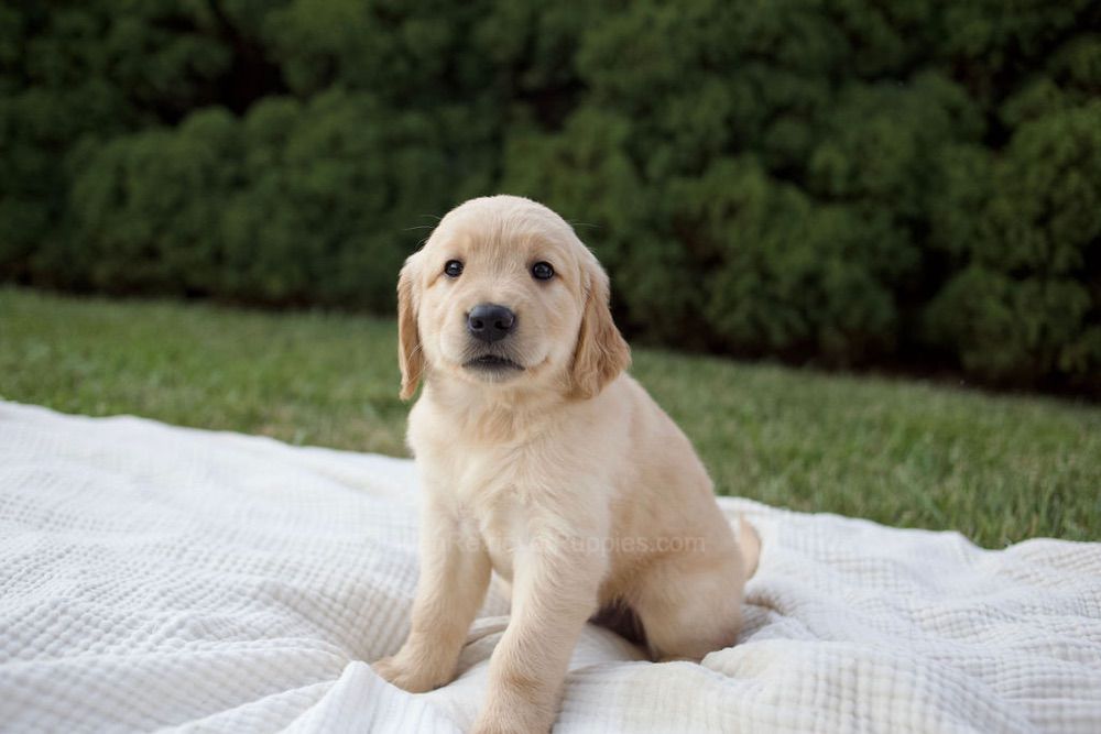 Mira Image of Mira, a Golden Retriever puppy