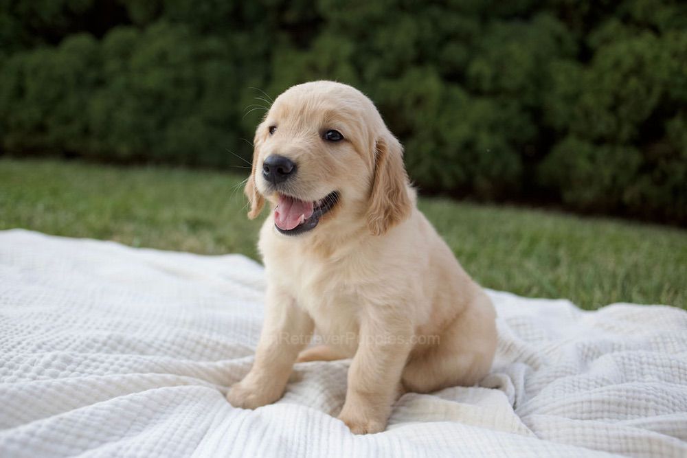 Mira Image of Mira, a Golden Retriever puppy