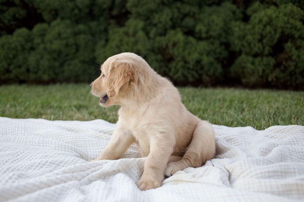 Mira Image of Mira, a Golden Retriever puppy