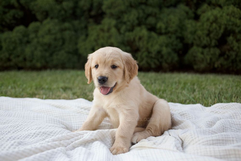 Mira Image of Mira, a Golden Retriever puppy