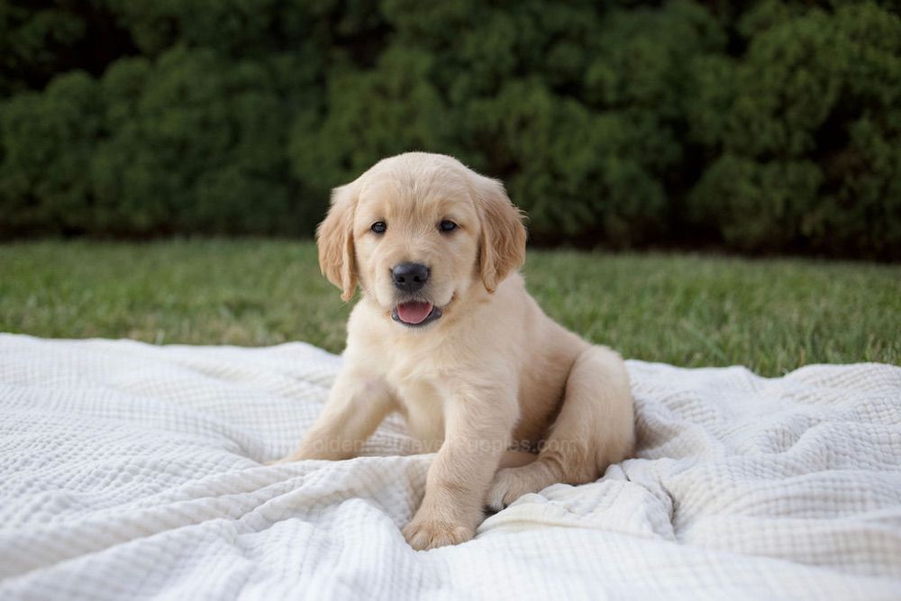 Mira Image of Mira, a Golden Retriever puppy