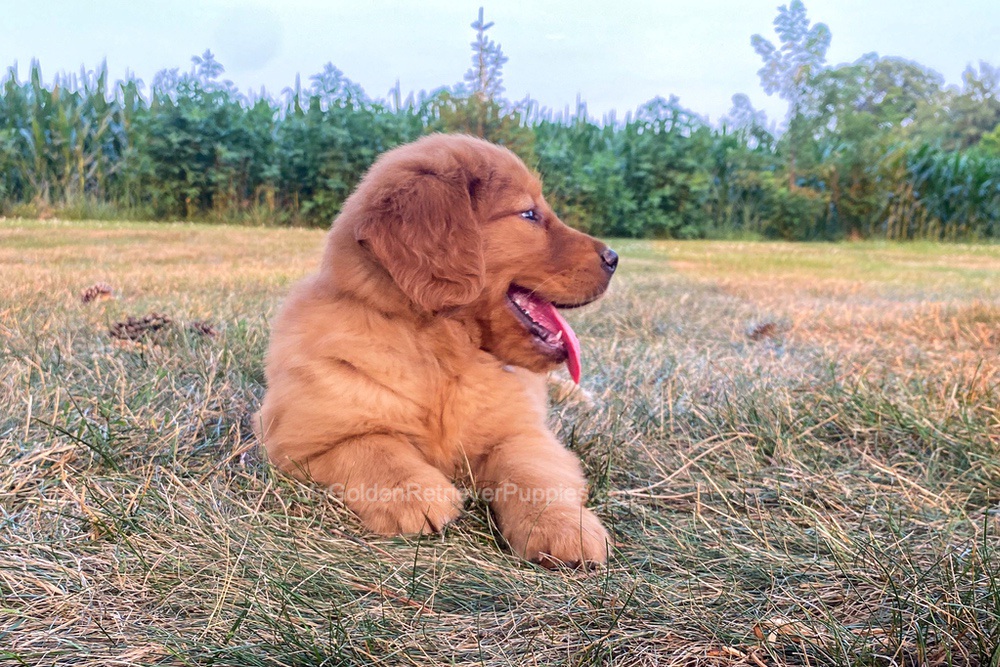 Polly Image of Polly, a Golden Retriever puppy