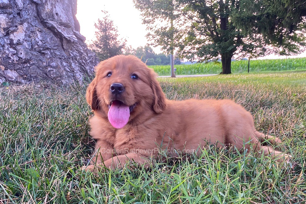 Polly Image of Polly, a Golden Retriever puppy