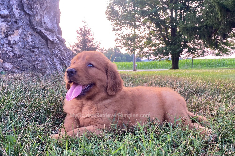 Polly Image of Polly, a Golden Retriever puppy