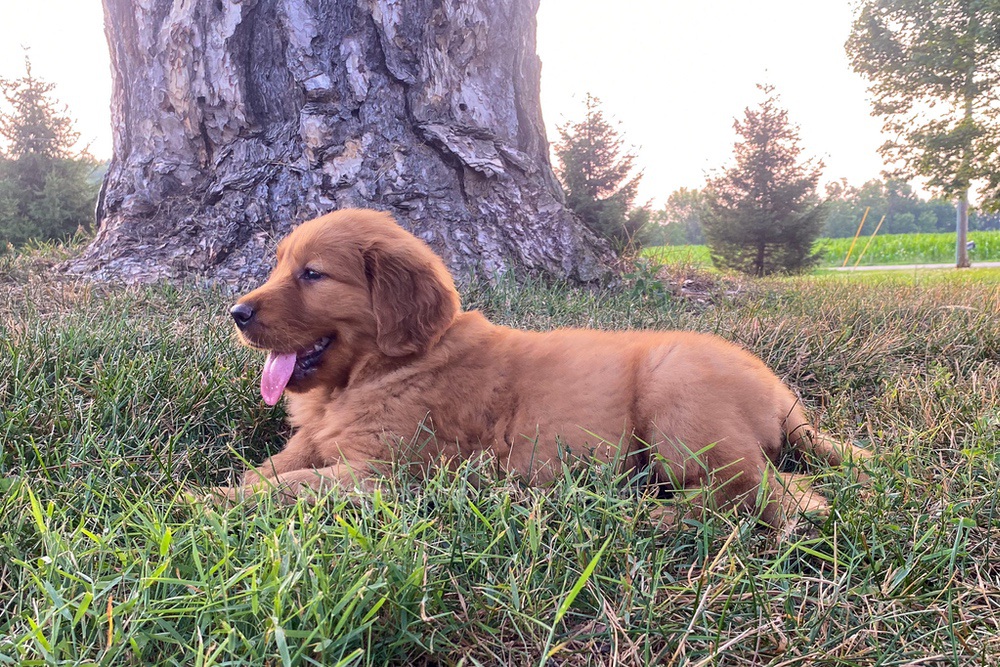 Polly Image of Polly, a Golden Retriever puppy