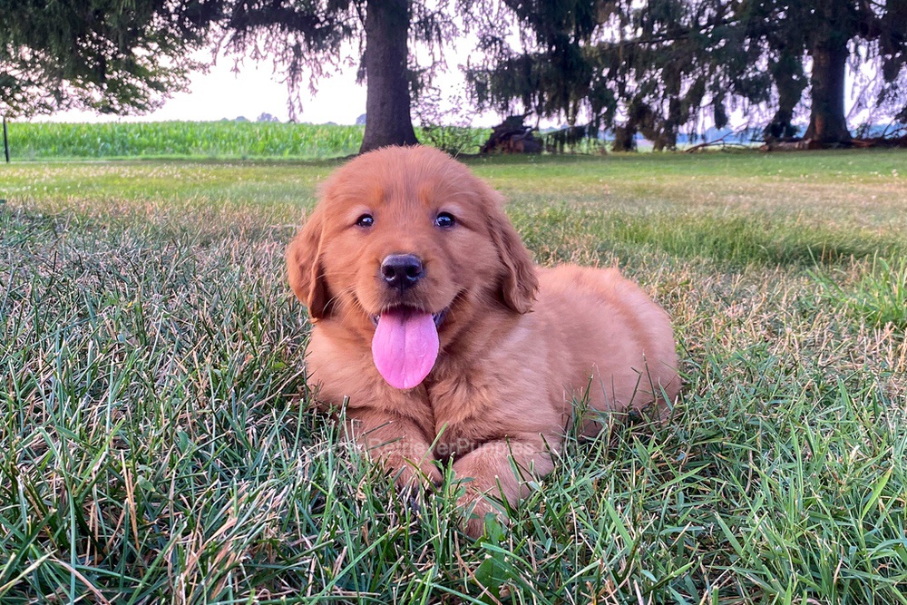 Polly Image of Polly, a Golden Retriever puppy