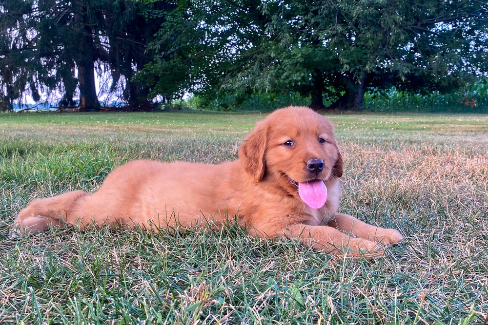 Polly Image of Polly, a Golden Retriever puppy