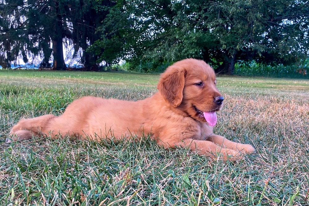 Polly Image of Polly, a Golden Retriever puppy