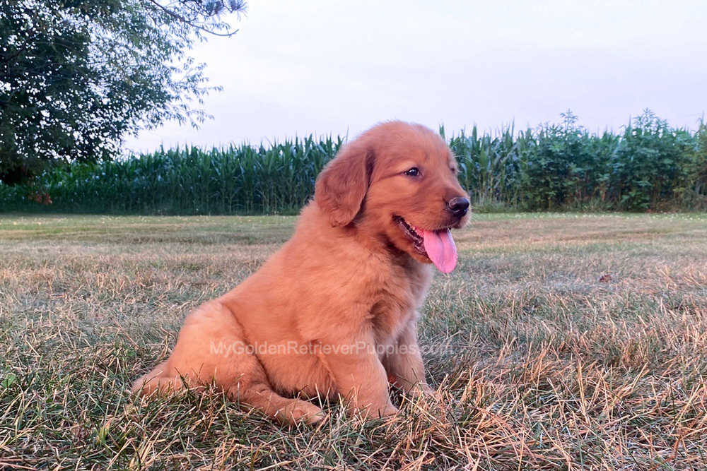 Polly Image of Polly, a Golden Retriever puppy