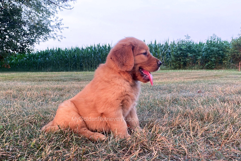 Polly Image of Polly, a Golden Retriever puppy