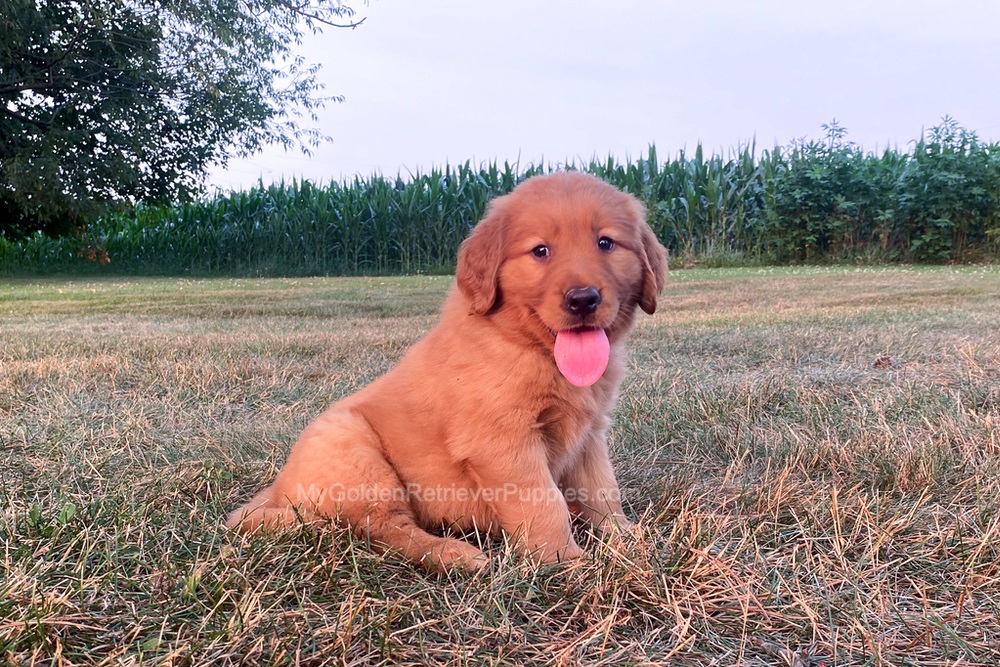 Polly Image of Polly, a Golden Retriever puppy