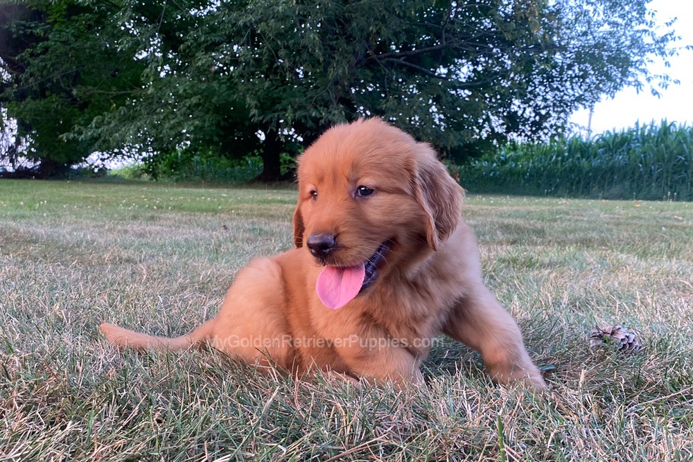 Polly Image of Polly, a Golden Retriever puppy