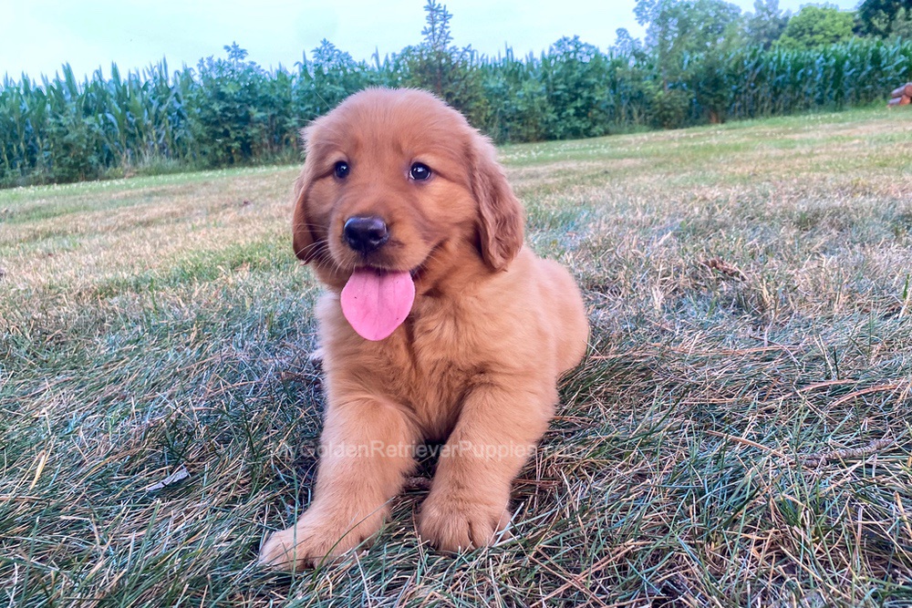 Polly Image of Polly, a Golden Retriever puppy