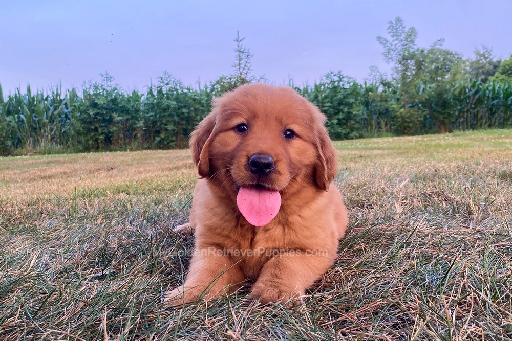 Polly Image of Polly, a Golden Retriever puppy