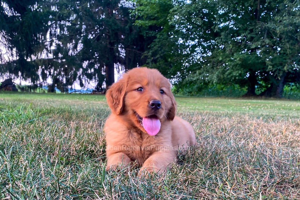 Polly Image of Polly, a Golden Retriever puppy
